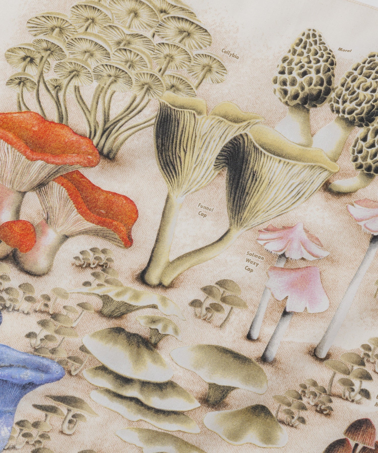 【The Printed Image】ﾈｲﾁｬｰﾌﾟﾘﾝﾄ ﾏｯｼｭﾙｰﾑ