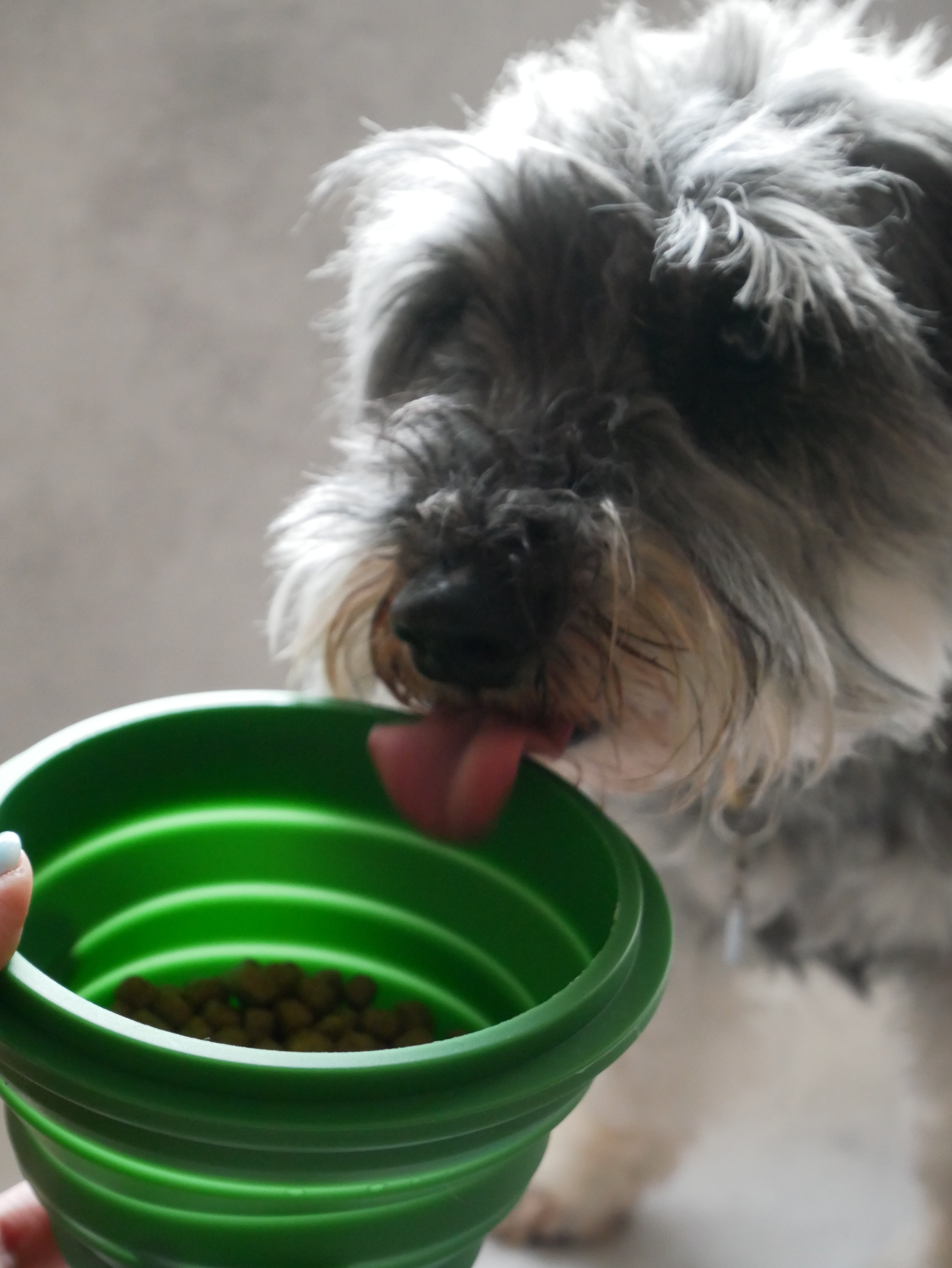 【mellowbear】蓋付きお水飲みボウル / mizu bowl