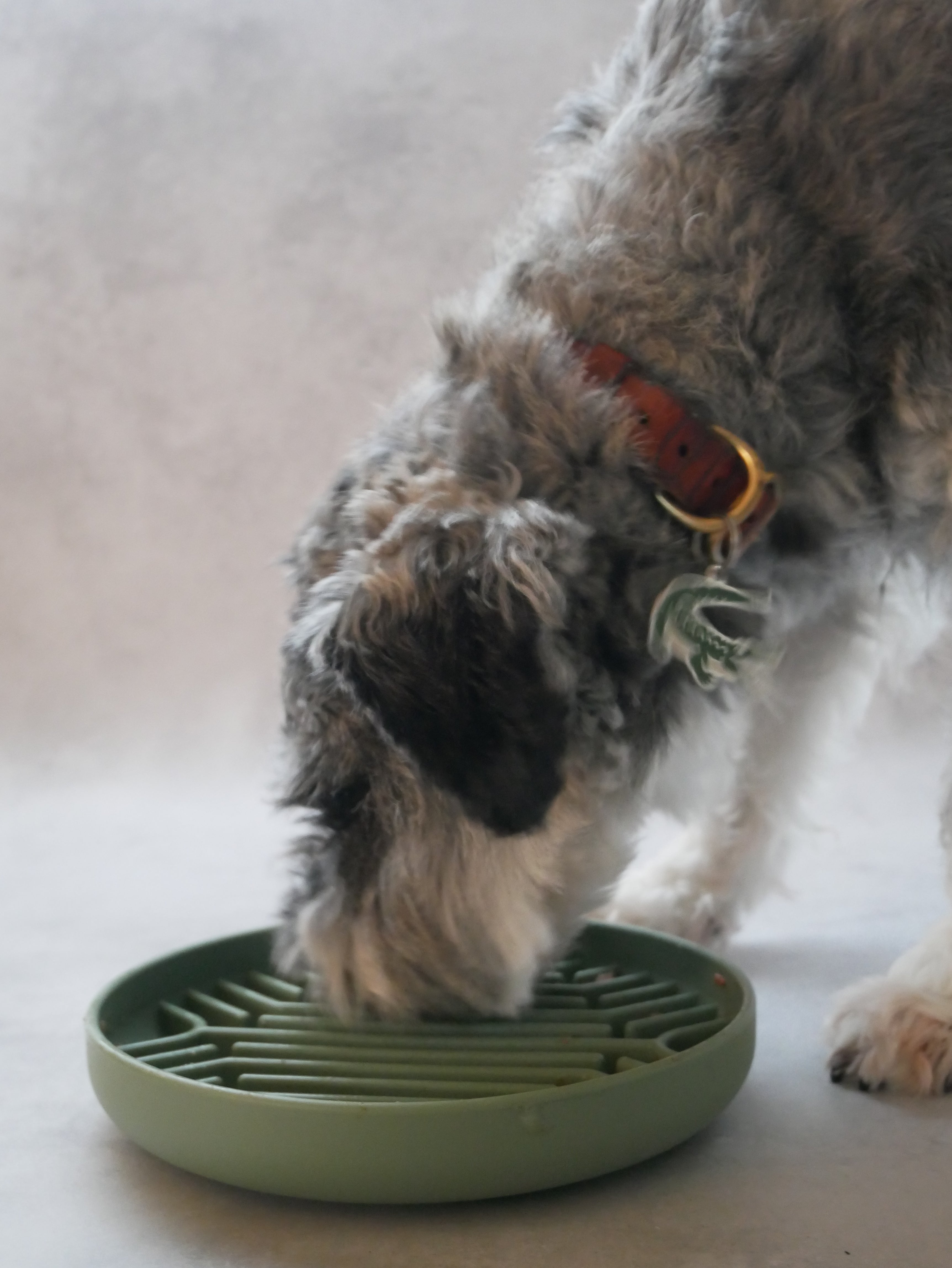 【mellowbear】MELLOWBOWL