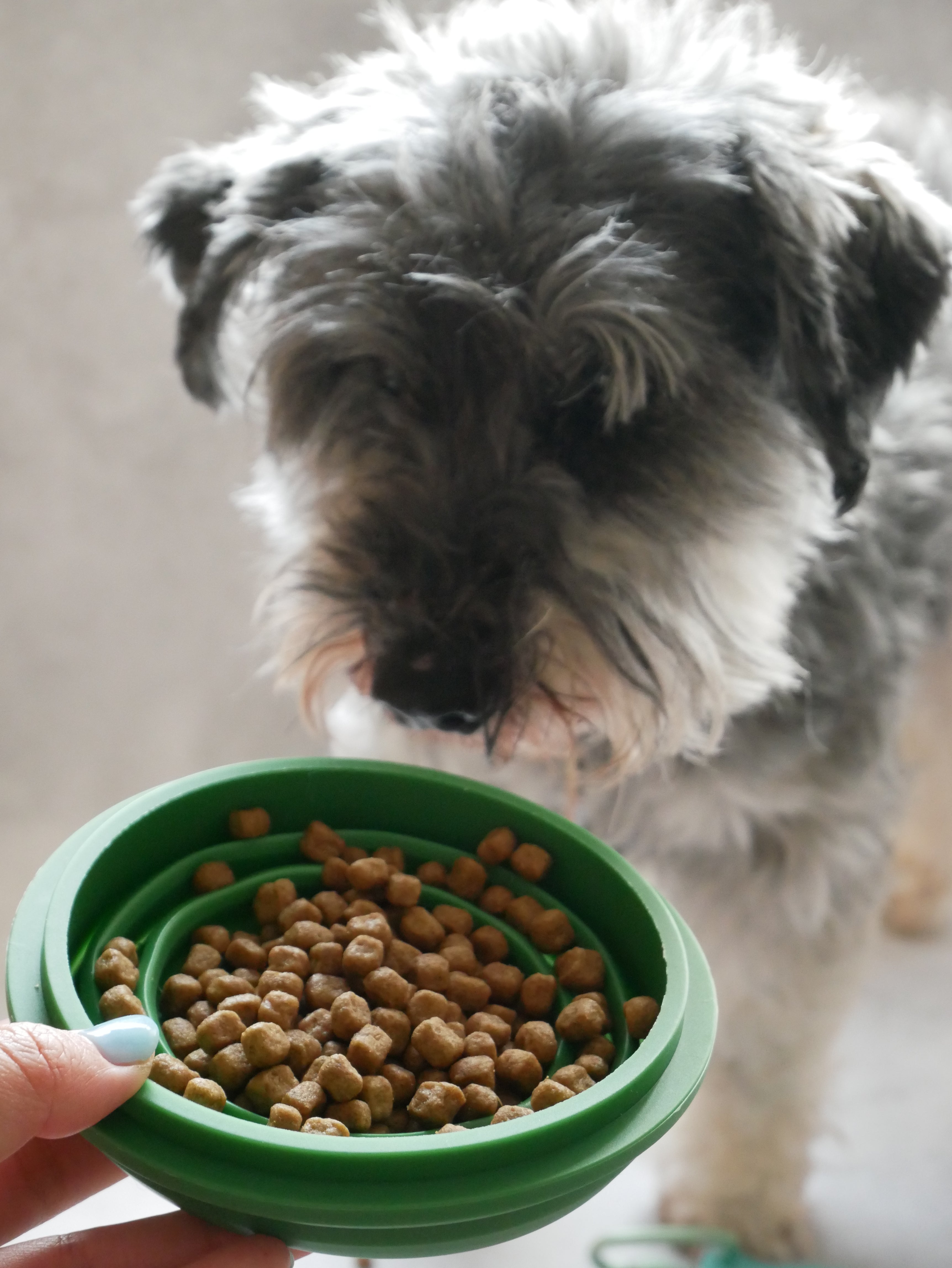 【mellowbear】蓋付きお水飲みボウル / mizu bowl