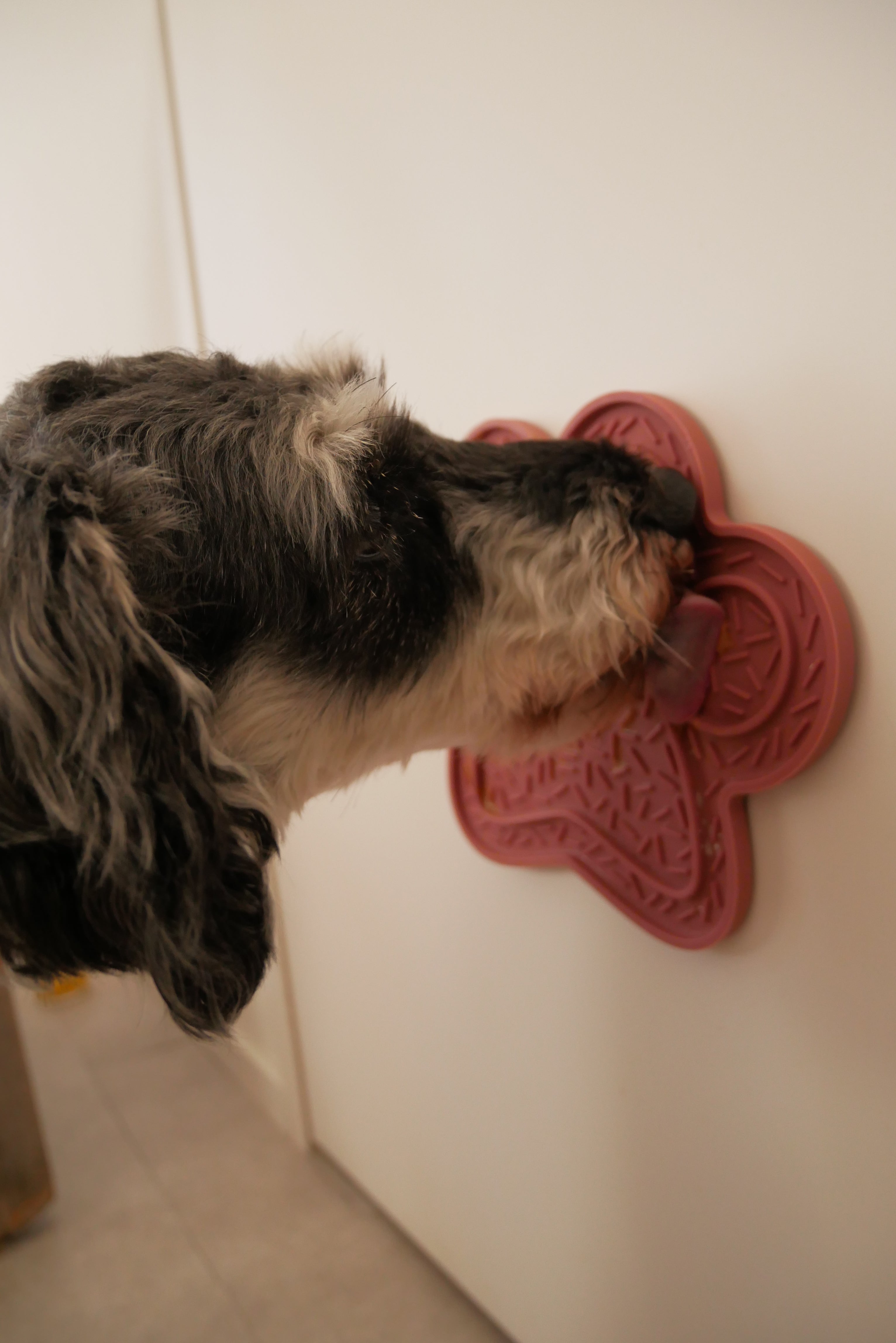 【mellowbear】LICK MAT